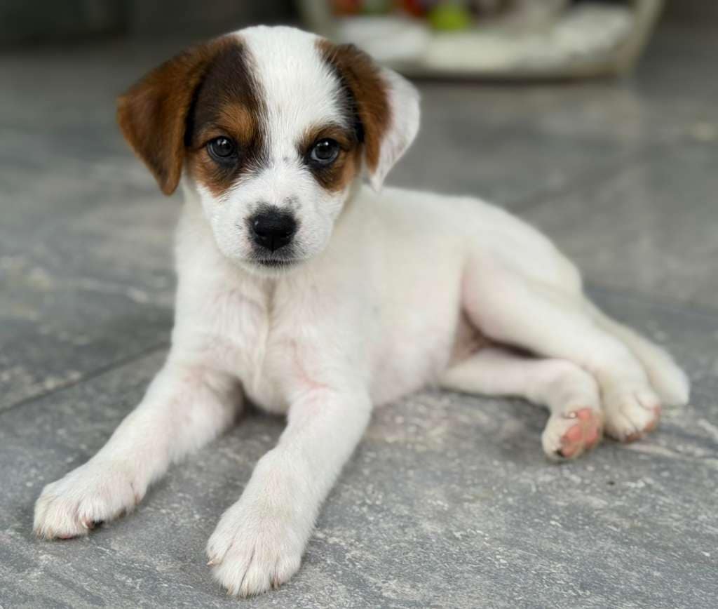 Puppy Cassidy at rest, showing off her brown fur decorated eyes, above her solid white body