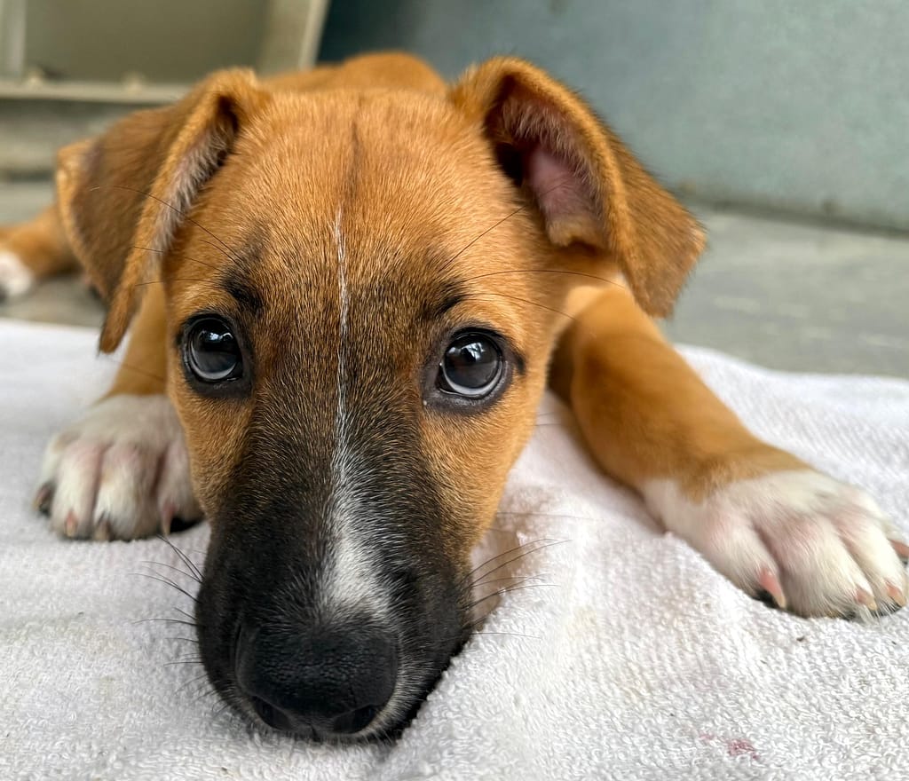 Adorable brown dog with white stripe down her nose.
