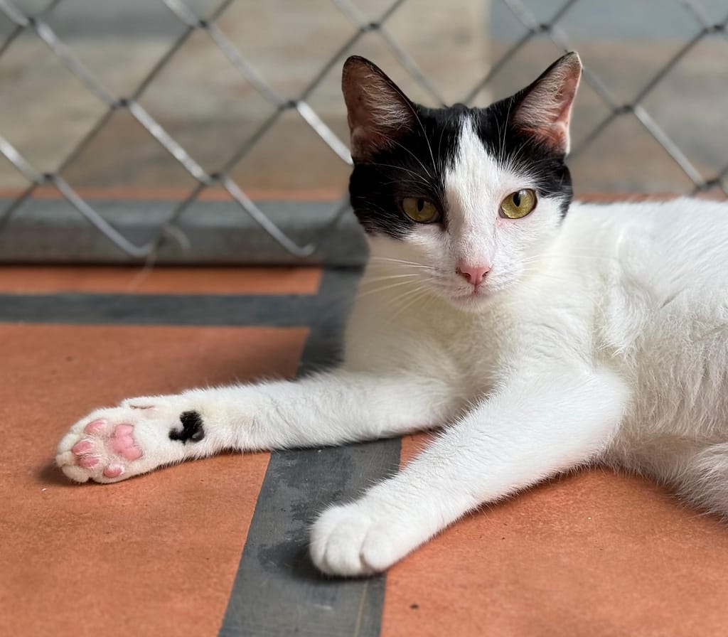 White cat with black on her forehead and ears