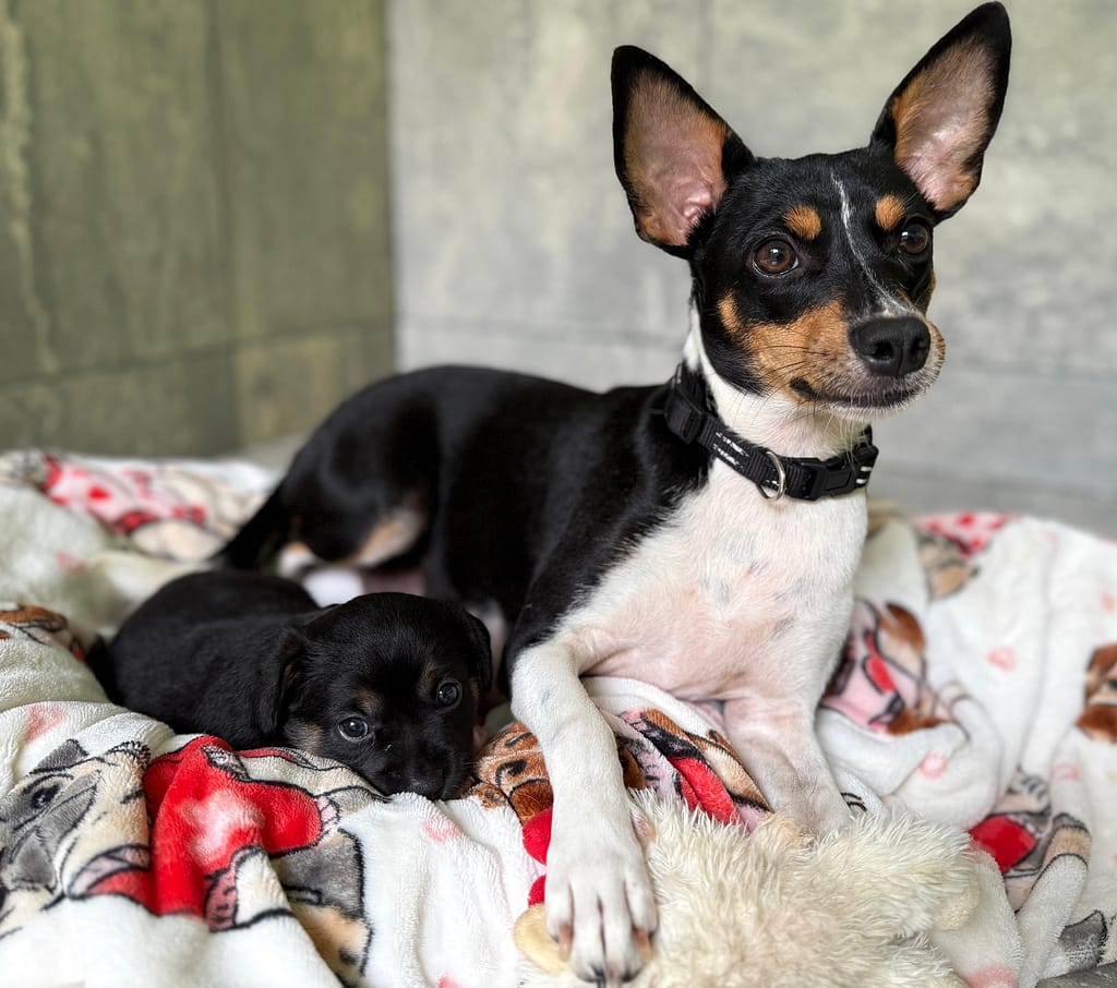 Beautiful mama laying down with her black puppy.