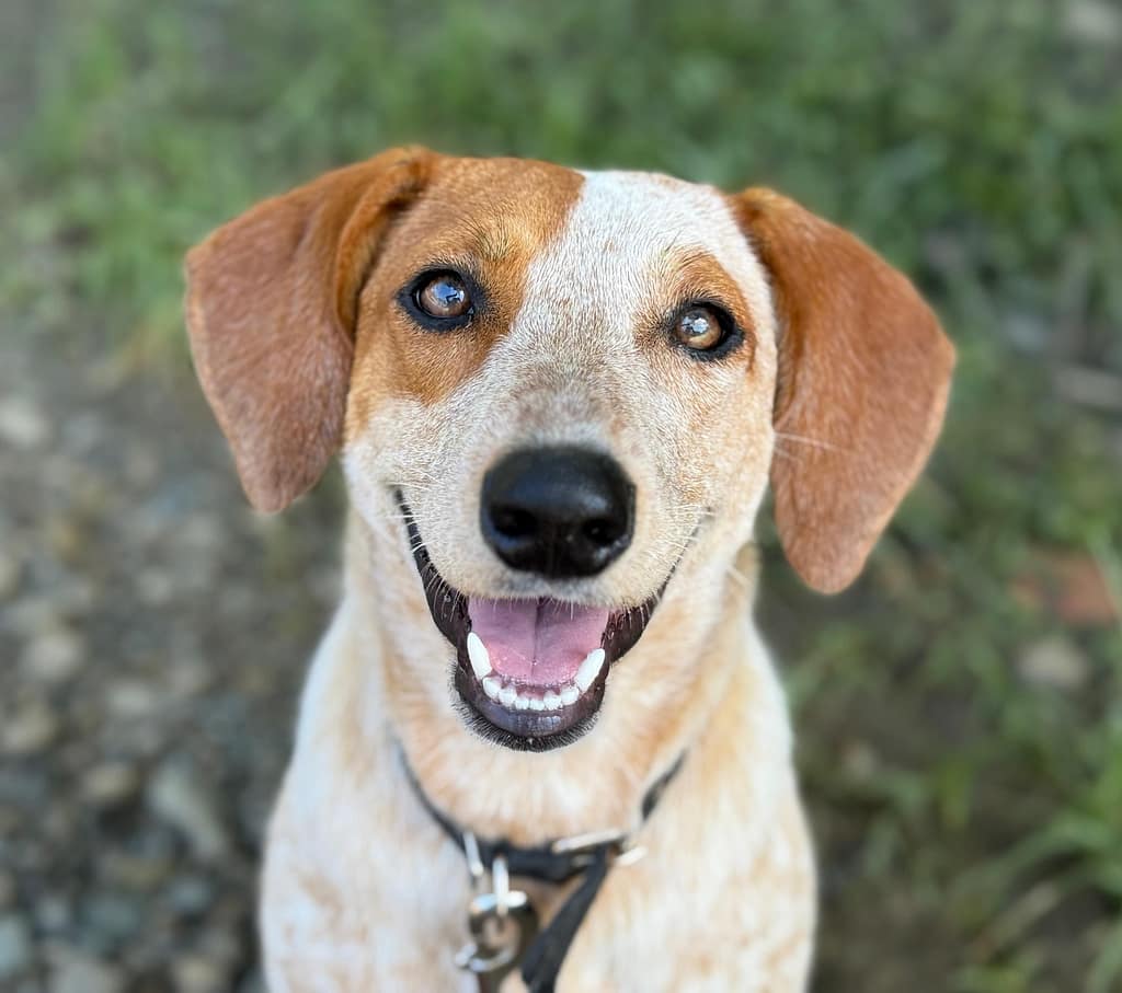 Roxie looking at you