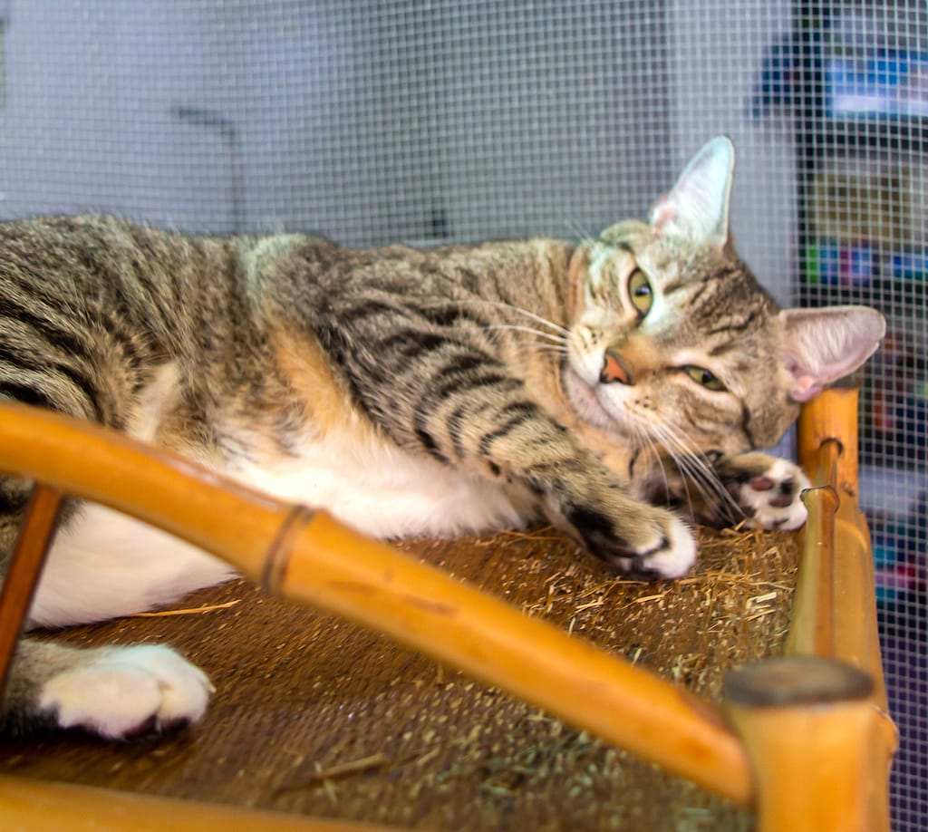 Gray tabby cat lounging on a bed