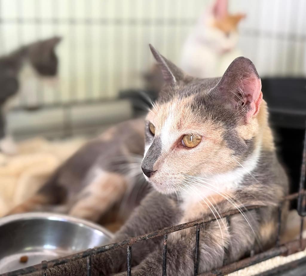 Diluted calico laying down