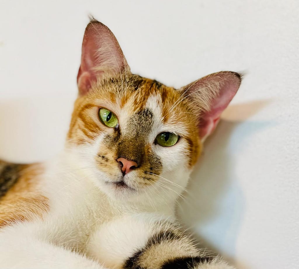 Cat Fireball’s beautiful calico and white face