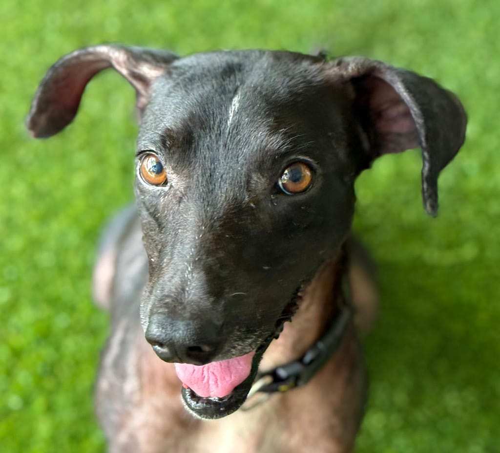 Black dog with brown eyes and adorable ears
