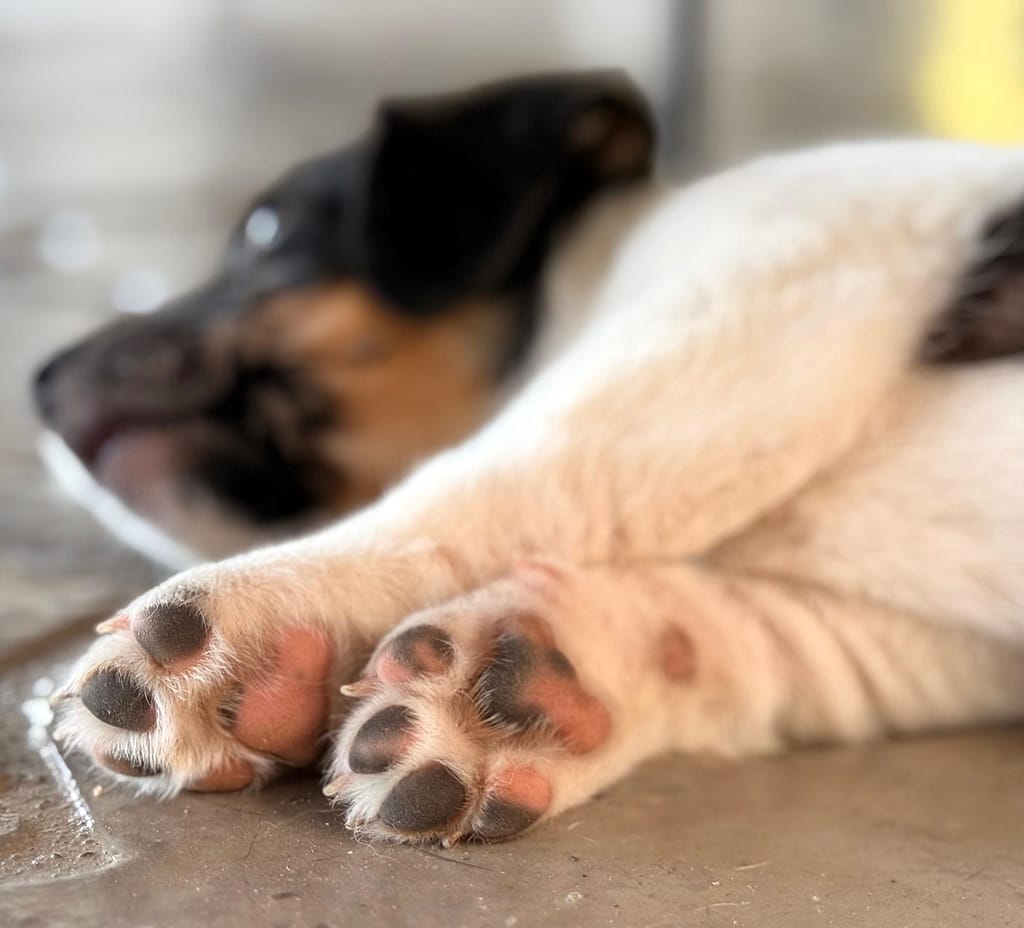 Oreo's little toe pads