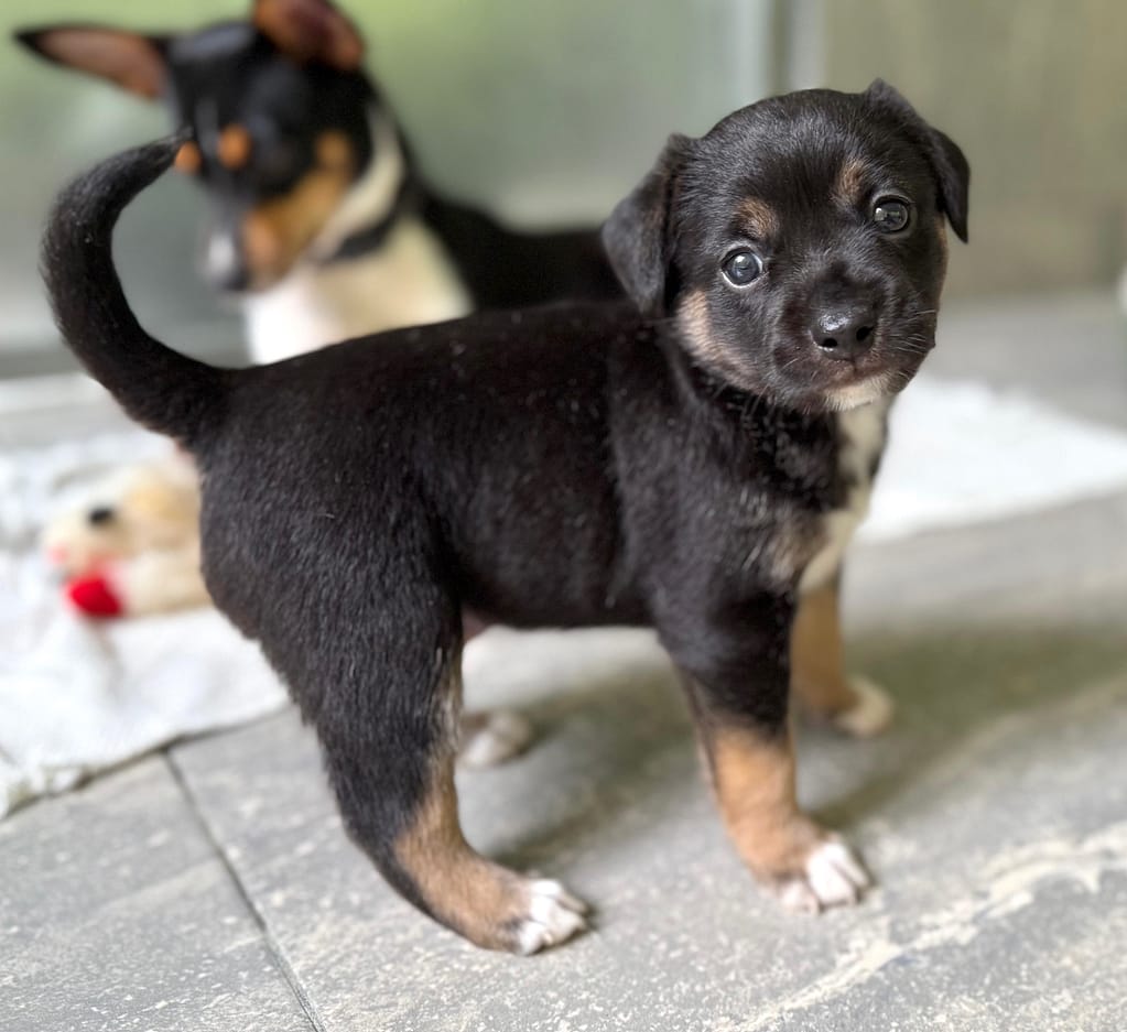 Black puppy standing in front of his mama