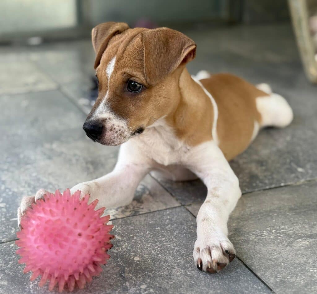 White and brown puppy ready to play