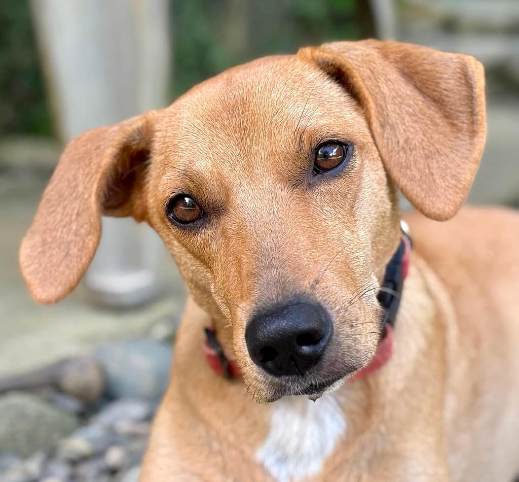 golden dog with white chest