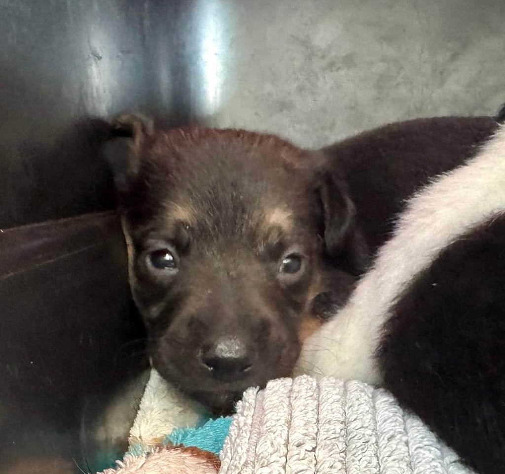 Tiny black puppy snuggled in bed