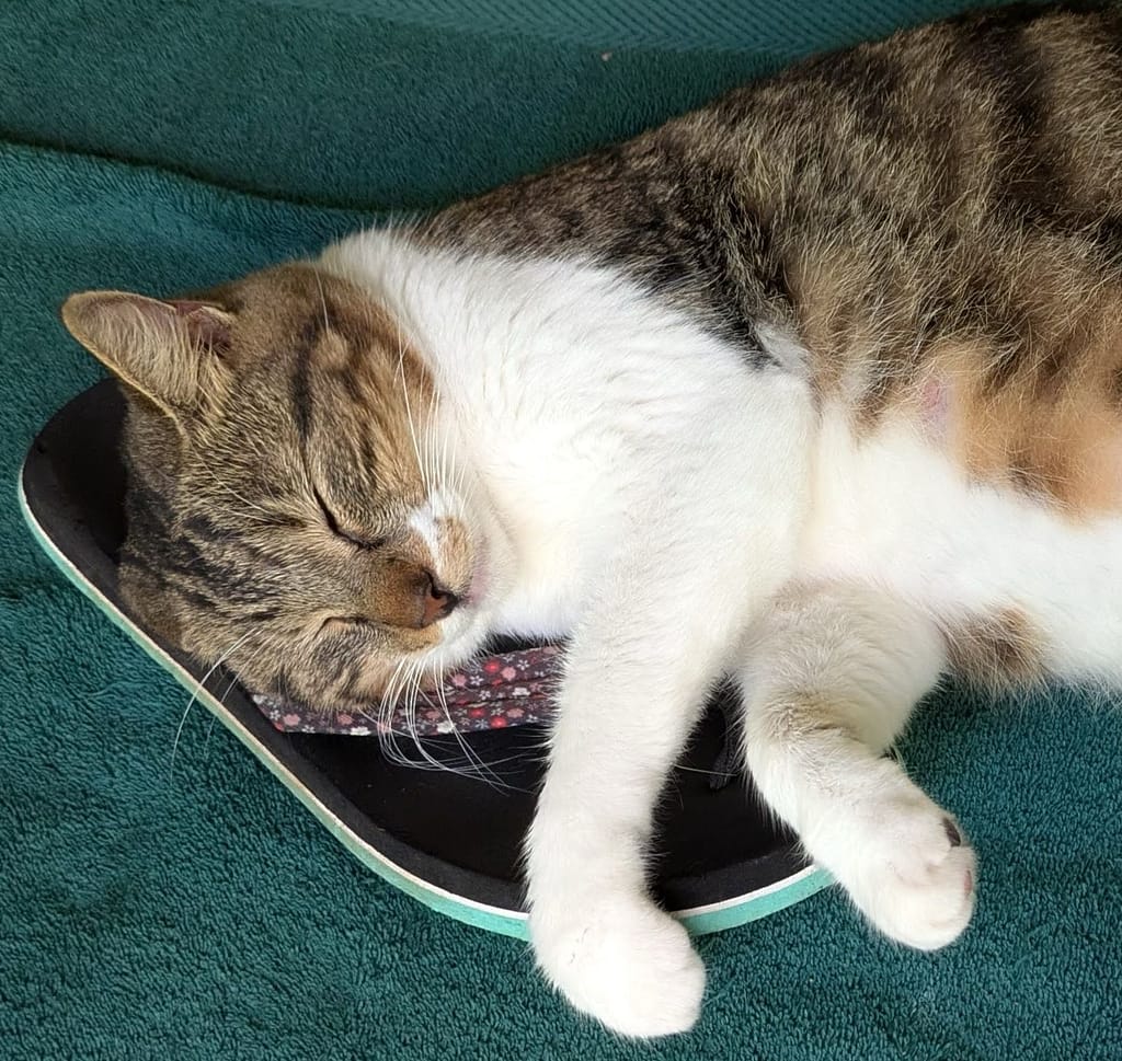 Sleepy tabby cat