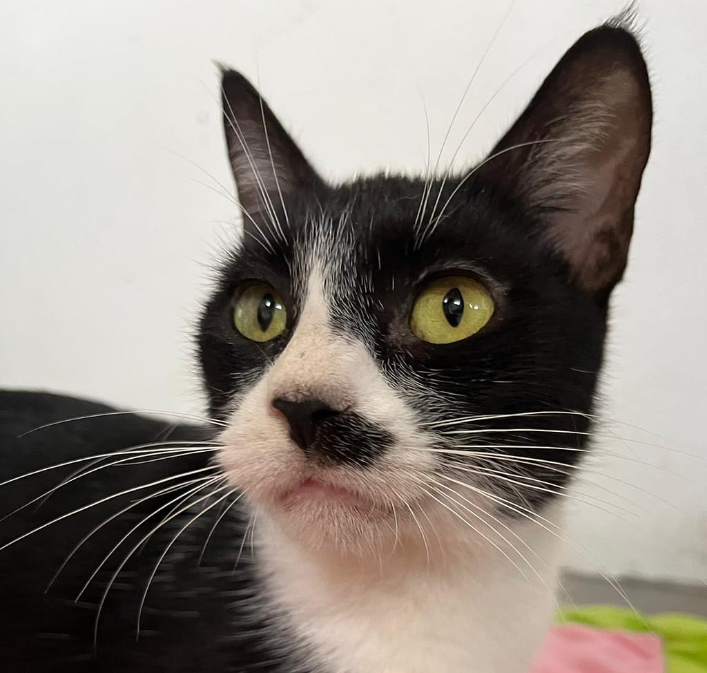 Beautiful tuxedo cat, Blossom.