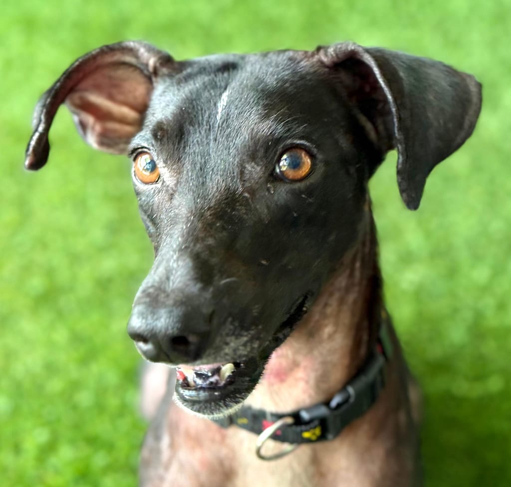 Black dog looking to the left