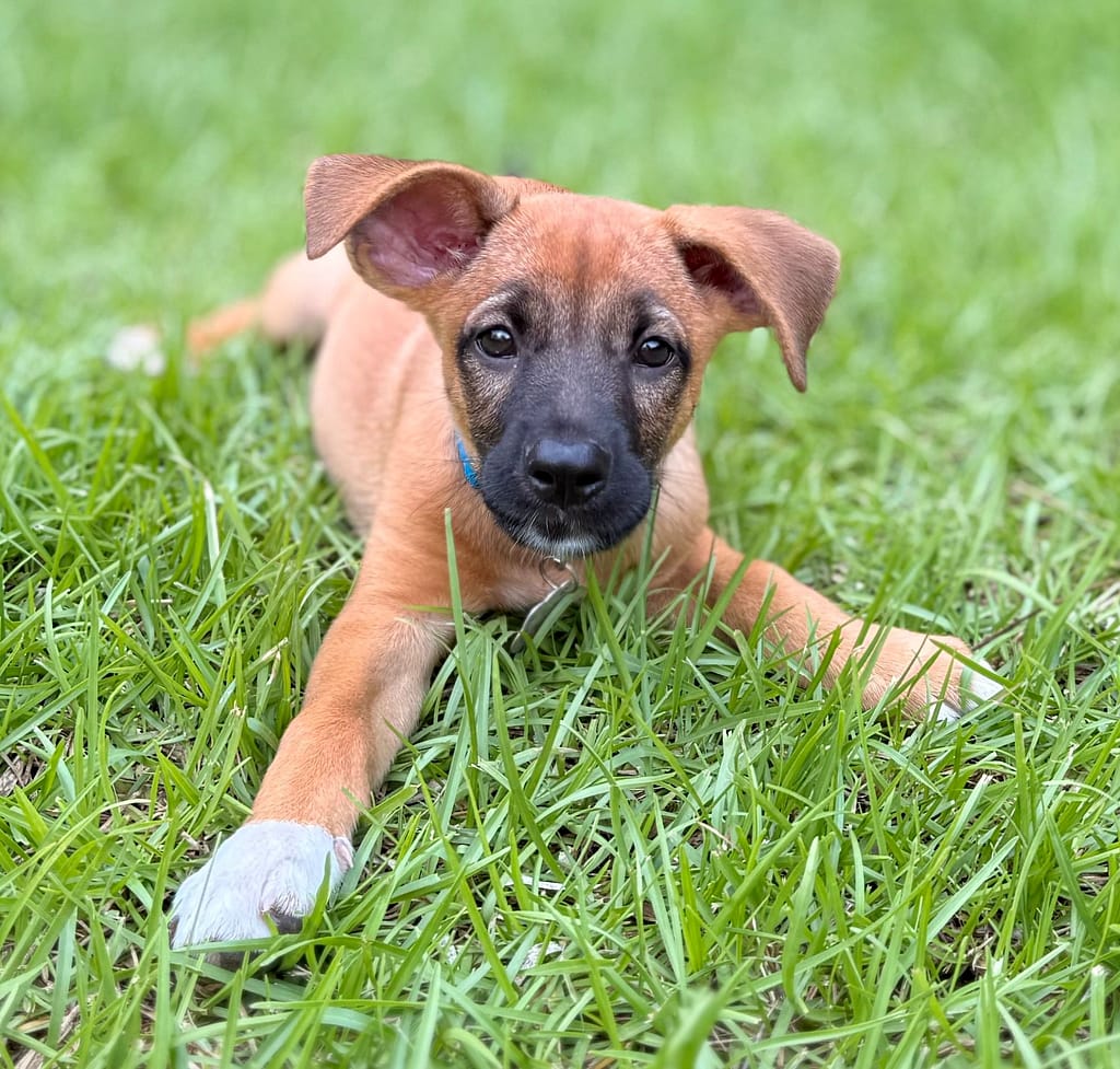 Tan puppy with adorable ears splooting in the grass.