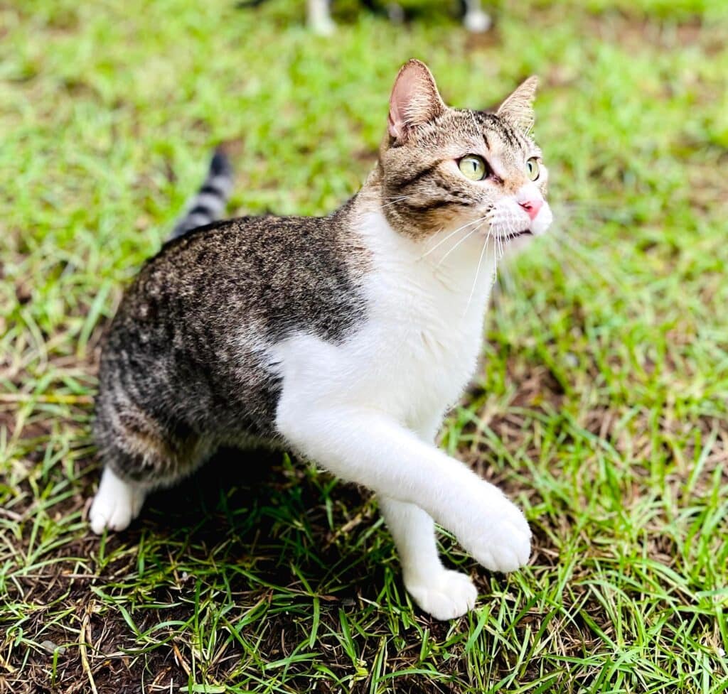 White and tabby cat Paul playing in the catio