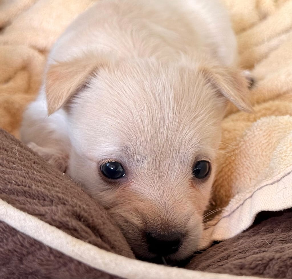 Perrito blanco mirando fuera de las cubiertas