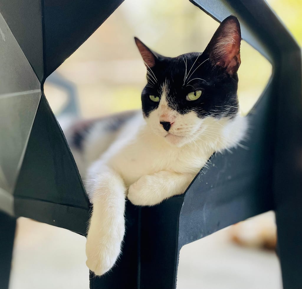 Black and white cat relaxing on black chair