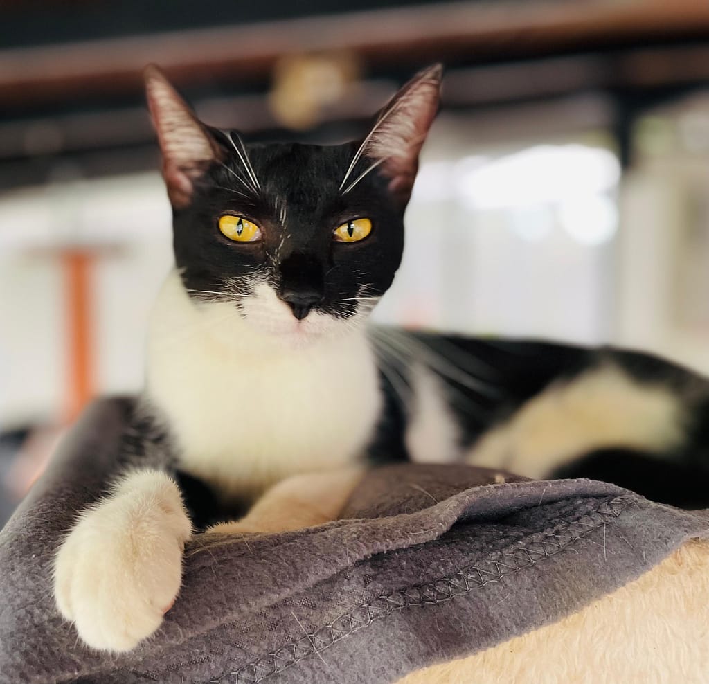 Cat Polly with gold eyes