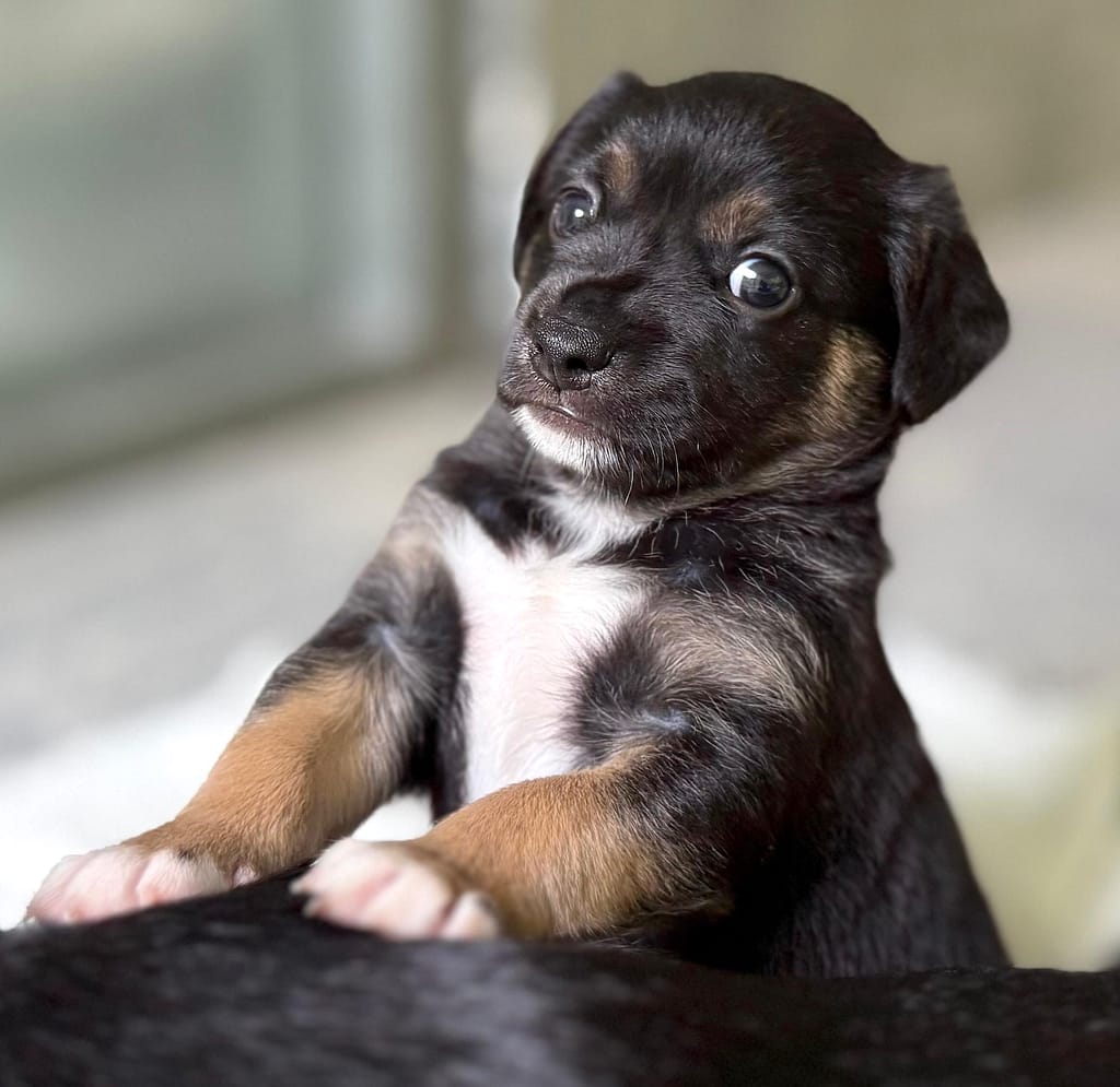 Cute little puppy man with back and white tuxedo!