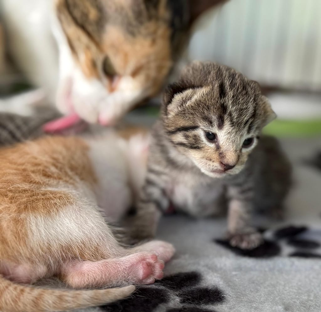 Mama cat cleaning the orange tabby kitten