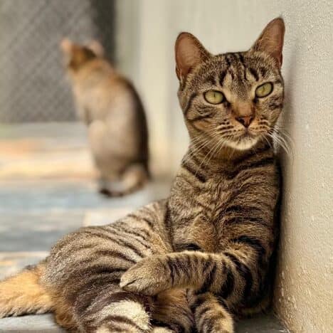 Cat Barbie enjoying the sun