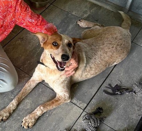 Roxie showing off her white and chestnut brindle body