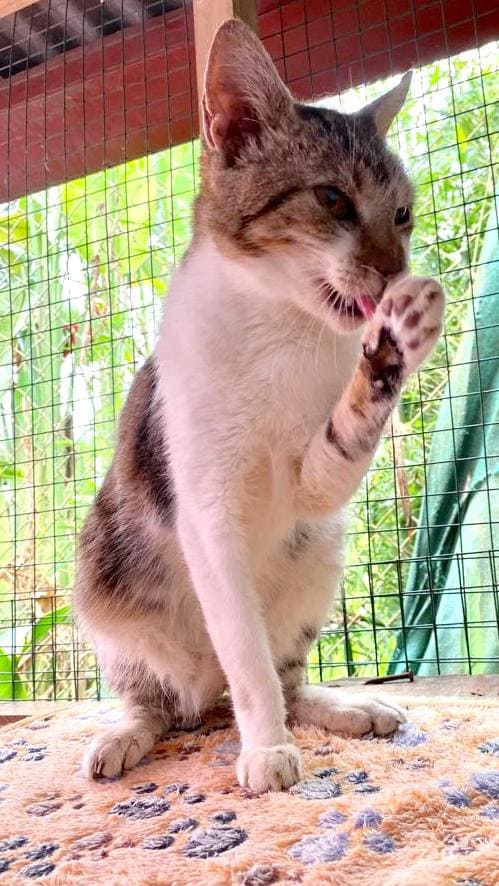Millie sitting up licking her paw.