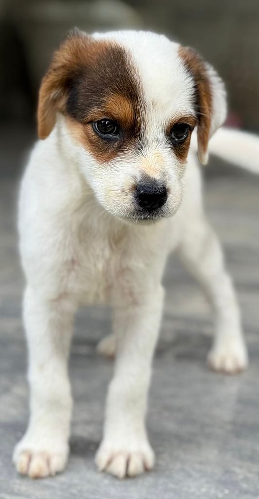 Puppy Cassidy standing up facing you.