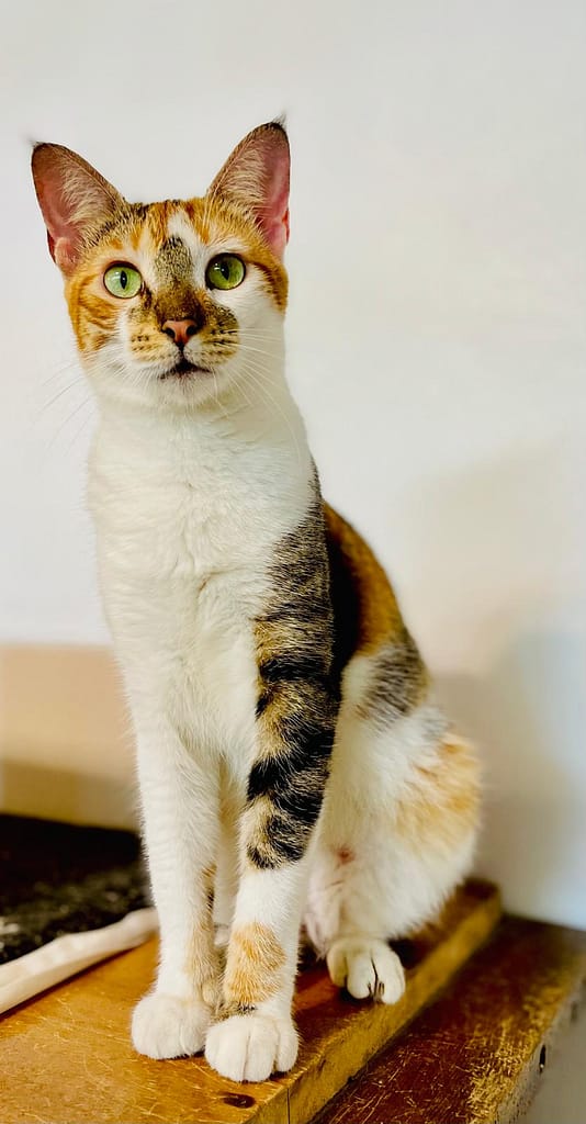 Gorgeous white and calico cat sitting tall