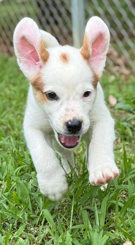 White puppy Samson running toward you, ears flapped up.