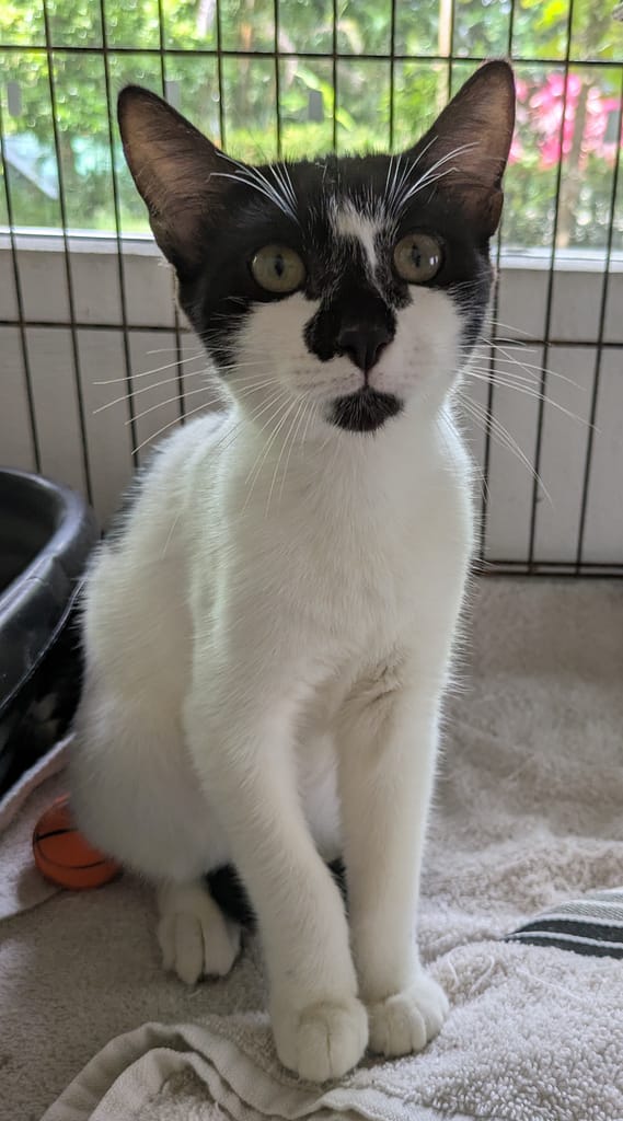 Gorgeous cat with white body and interesting black and white face