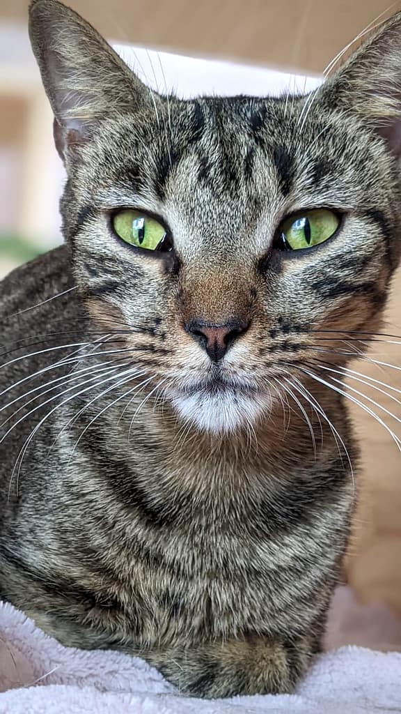 Gorgeous gray tabby face.