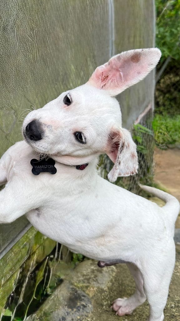Playful and silly white dog