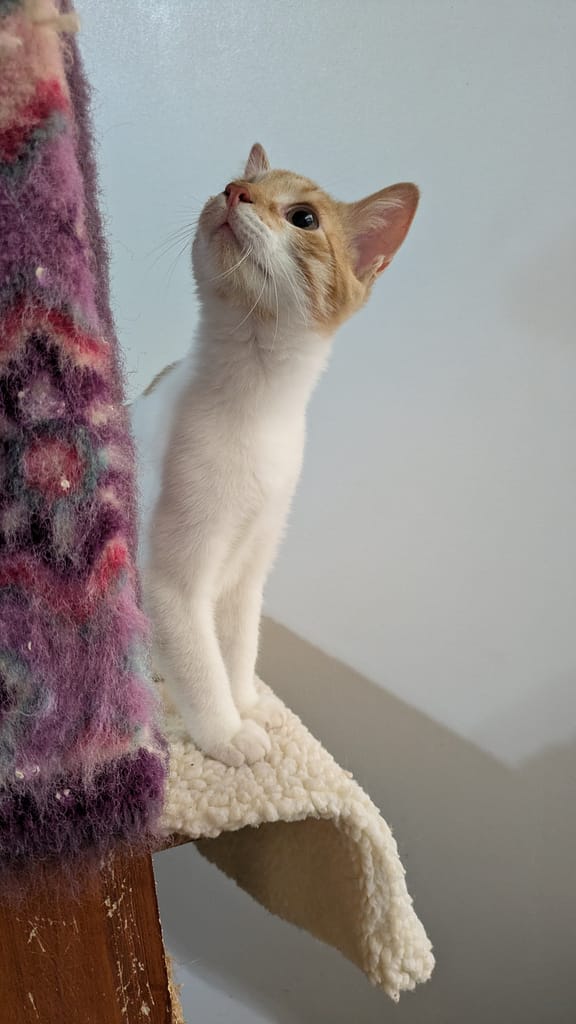 Perky white and orange kitten looking up