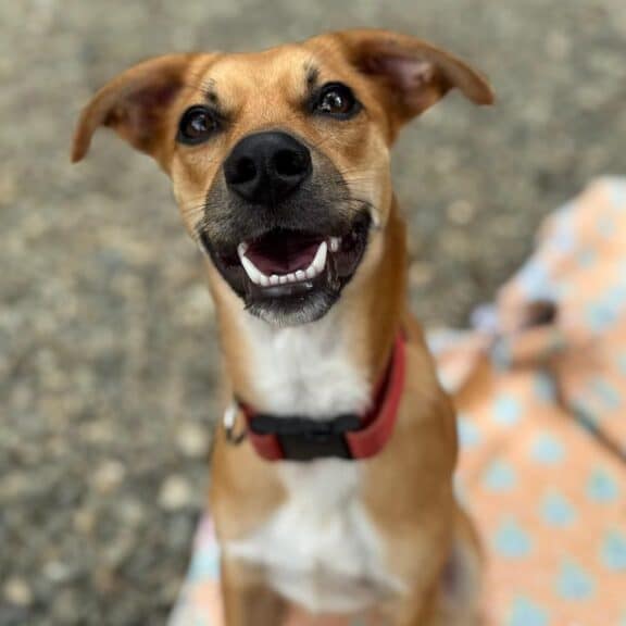 Tan dog with white chest