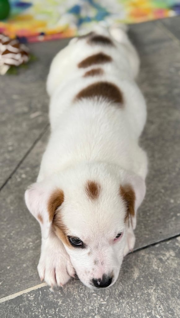 Mostly white puppy Samson showing off the unique pattern of brown spots straight down his back.