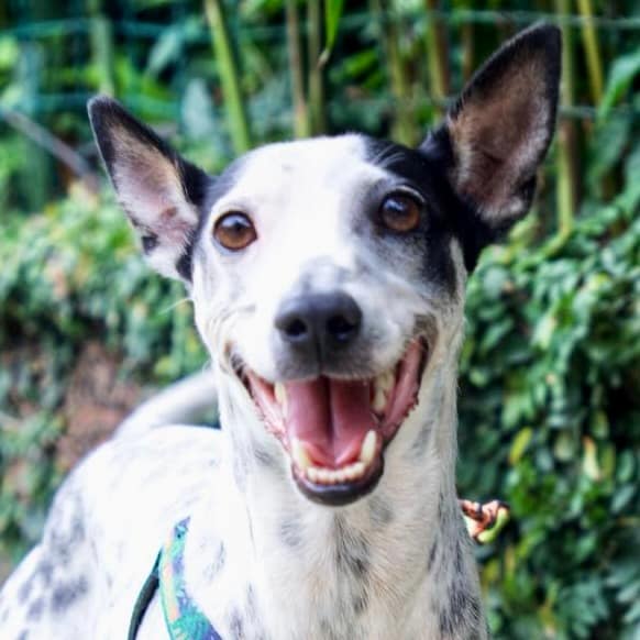 Smiling white dog with pointy black ears.