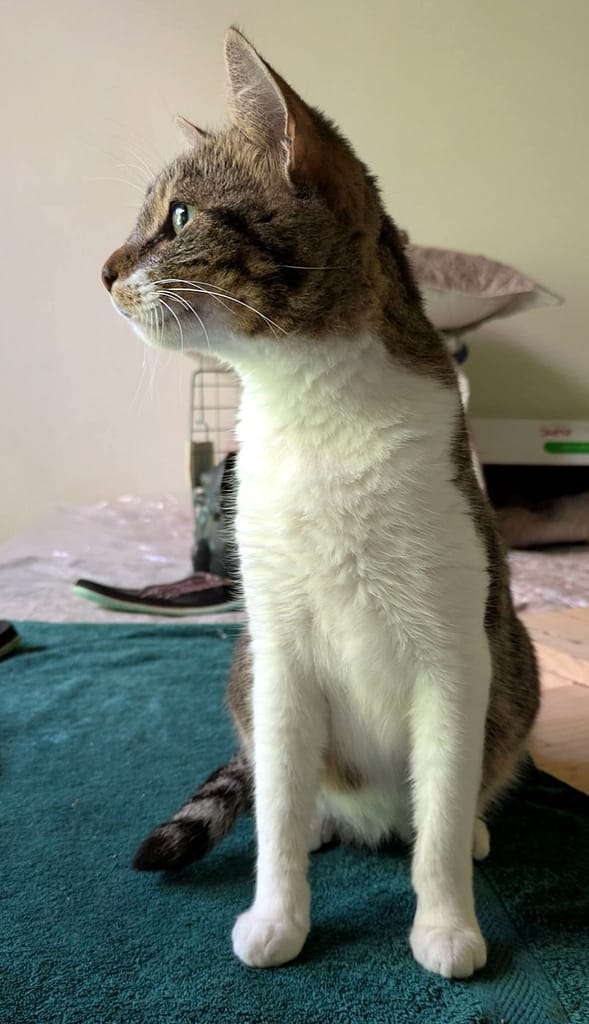 Grey tabby with white belly and legs sitting up