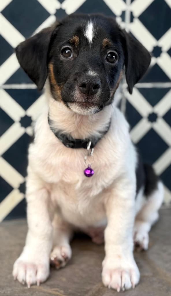 White puppy with black face and white blaze sitting with purple tag.