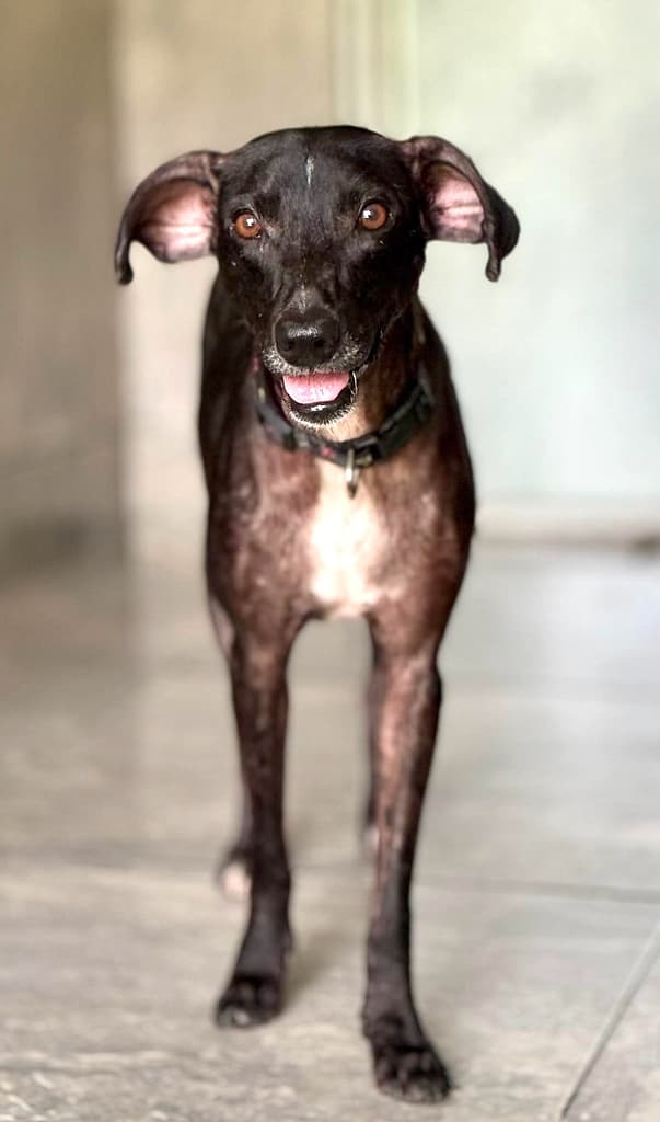Black dog with white chest standing