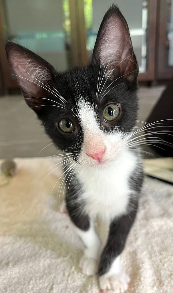 gato negro con pecho blanco y marcas en la nariz