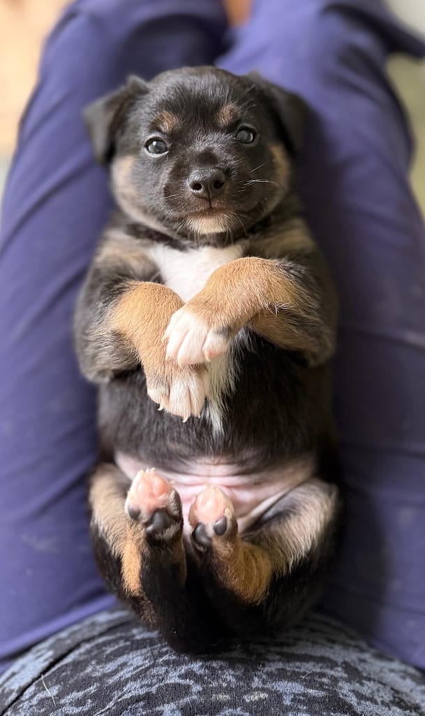 Chonky black and brown puppy