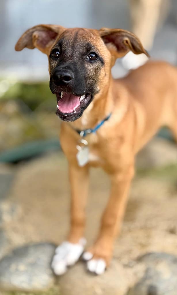 Brown puppy with white paws and dark face