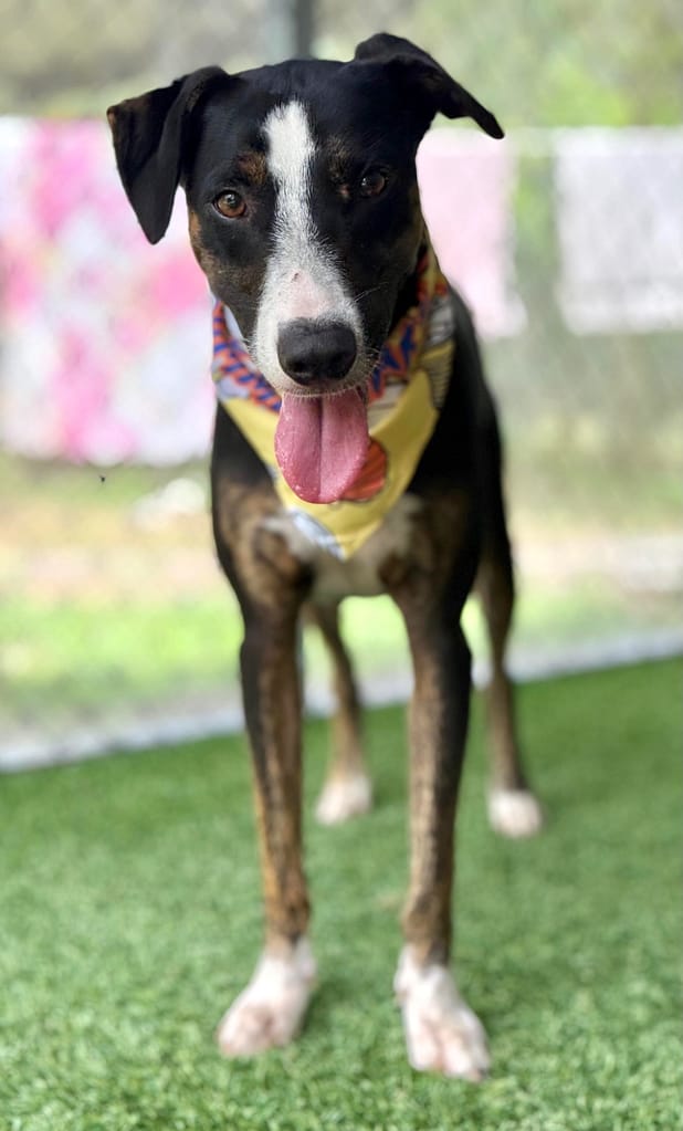 Black and brown dog with white feet