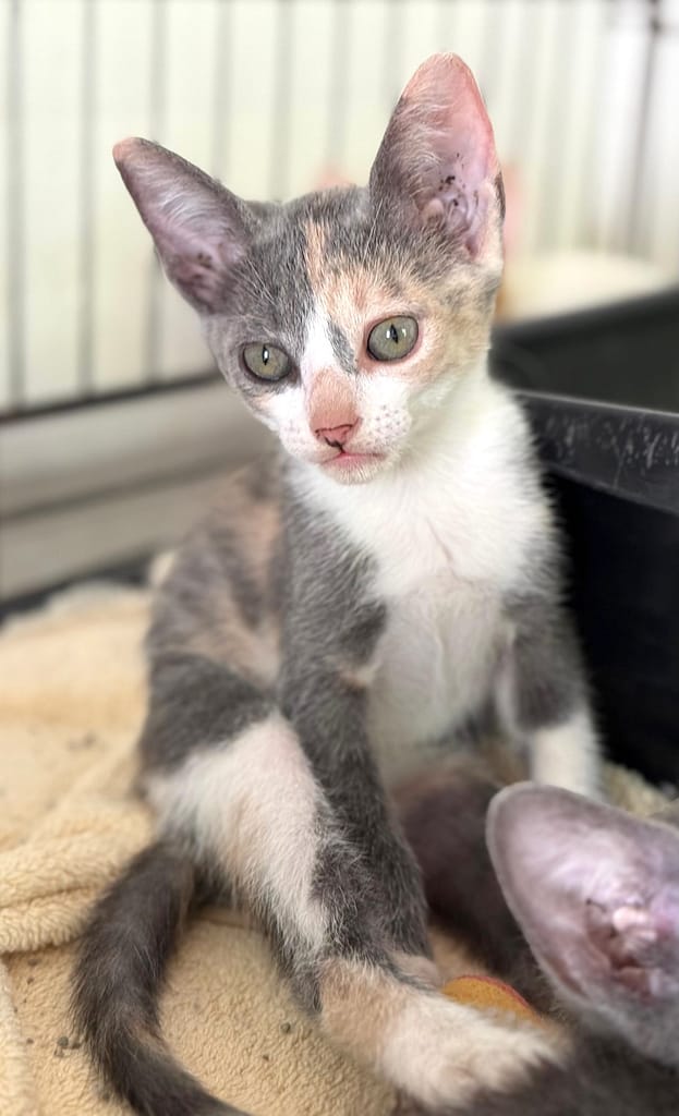 Diluted calico sitting