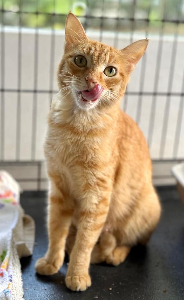 Yellow tabby sitting pretty.