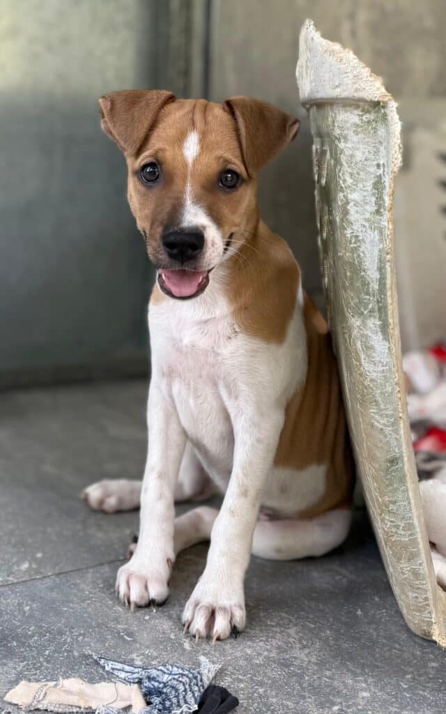 Puppy sitting on her hip