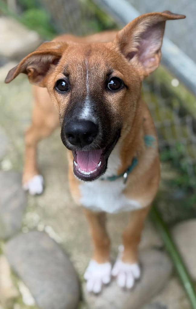 Chestnut color dog with white stripe up her dark nose, white on chest , white feet, one ear perked up