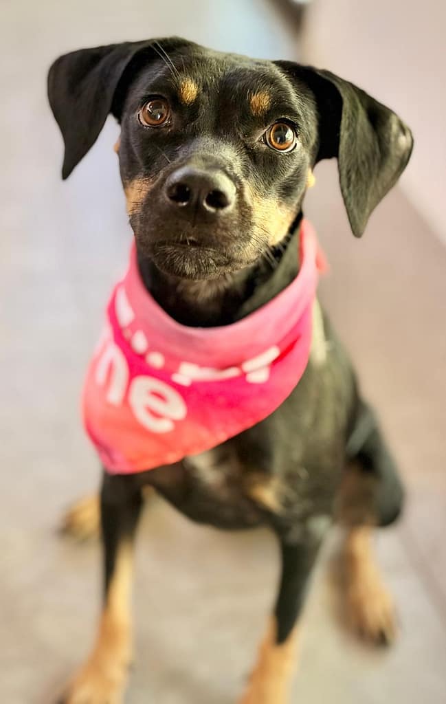 Black and tan dog sitting with a pink scarf.