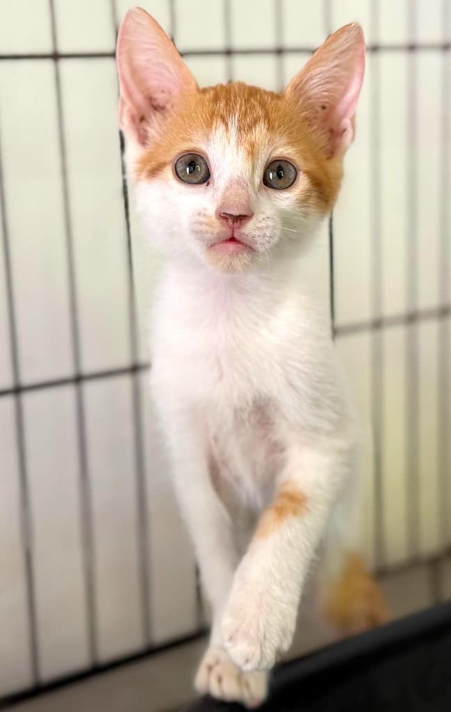 Orange and white tabby kitten facing forward.